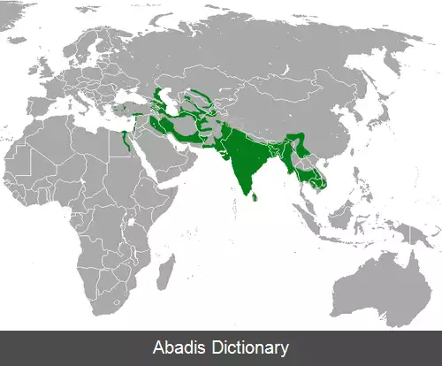 عکس جانوران گوشت خوار افغانستان