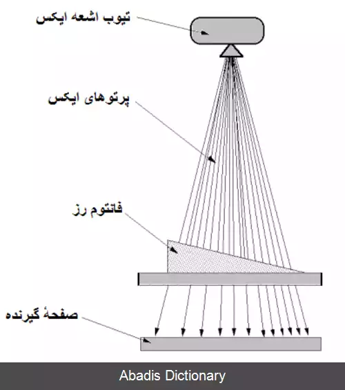 عکس معیار رز