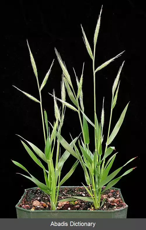 عکس چمن جاوری جنگلی