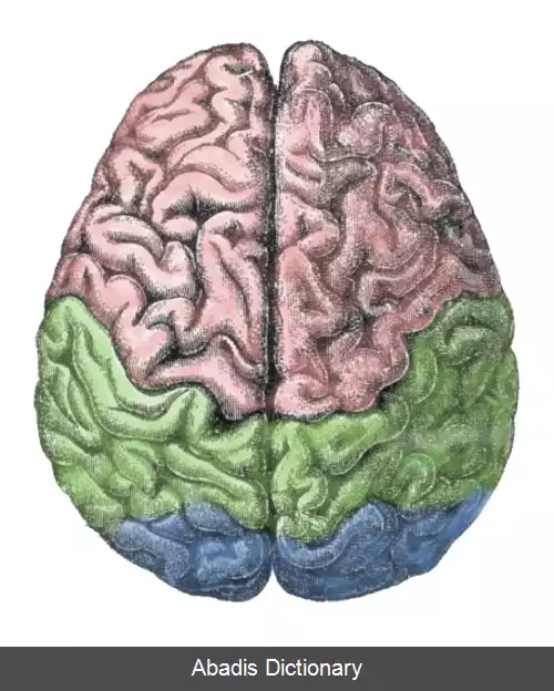 عکس تقسیم بندی وظایف مغز