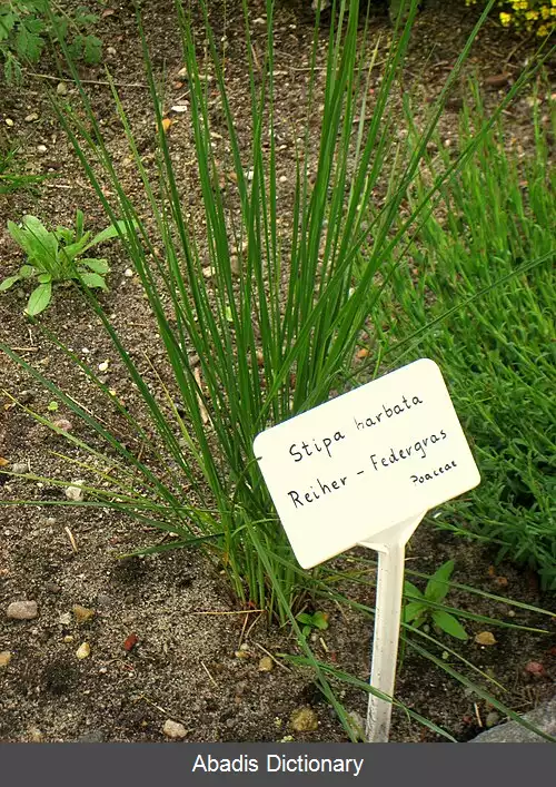 عکس استپی ریش دار