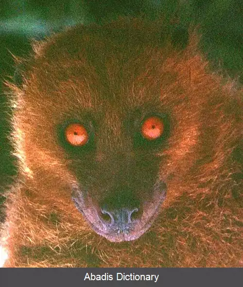 عکس خفاش صورت میمونی فیجی
