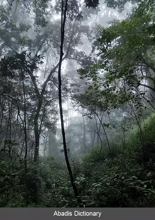 عکس مدیریت پایدار جنگل