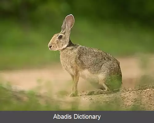 عکس خرگوش صحرایی هندی