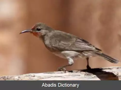 عکس عسل خوار کوتوله سرسرخ