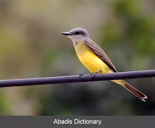 عکس شاه مرغ گلوسفید