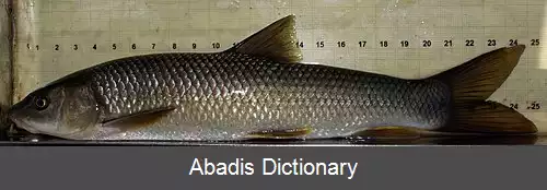 عکس زردپریان