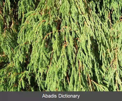 عکس ارس ژولیده
