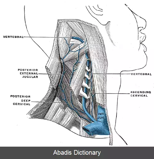 عکس سه گوش زیرپس سری