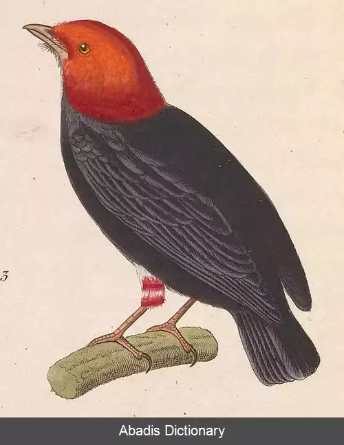 عکس رنگینک سرسرخ
