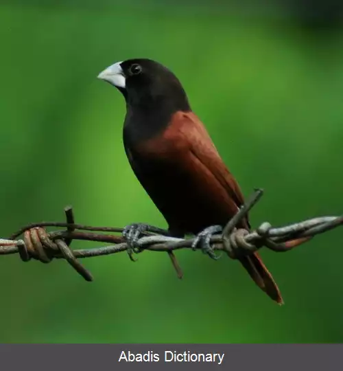 عکس سهره ریز بلوطی