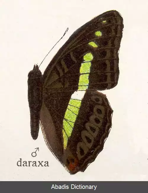 عکس دریادار سبز