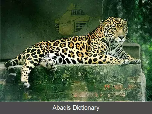 عکس فهرست بزرگترین گربه سانان