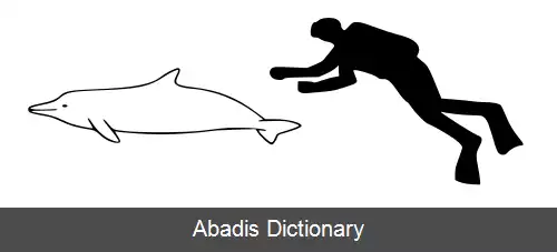 عکس دلفین گویان