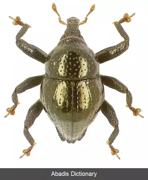 عکس سوسکچه آئنوس