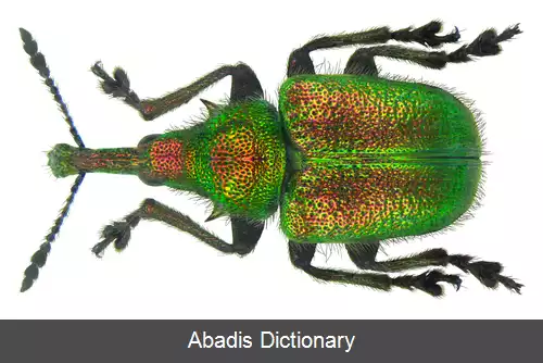 عکس سوسکچه سرخرطومی گیلاس