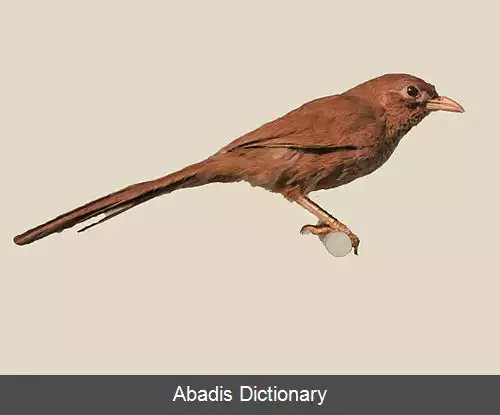 عکس چهچه زن پولکی