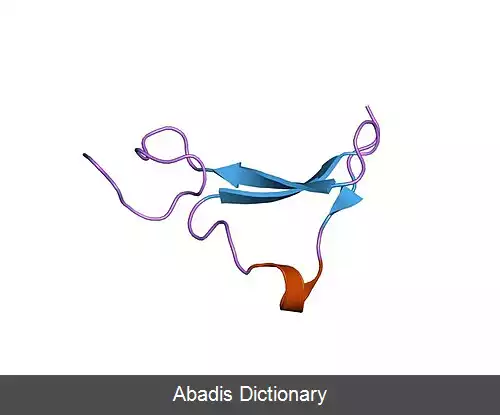 عکس اپی رگولین