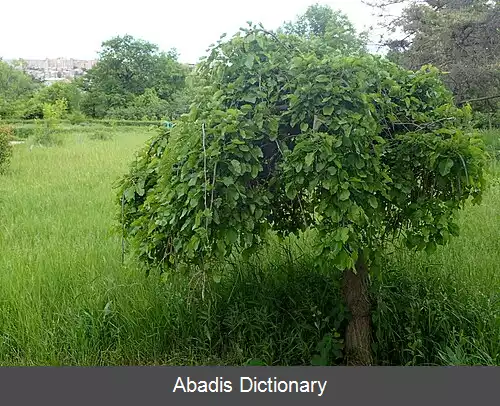 عکس فهرست پارک های ایروان