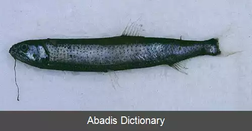 عکس ستاره خوار