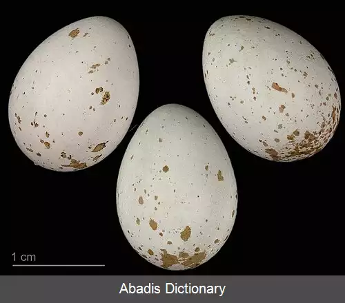 عکس چرخ ریسک بیدی