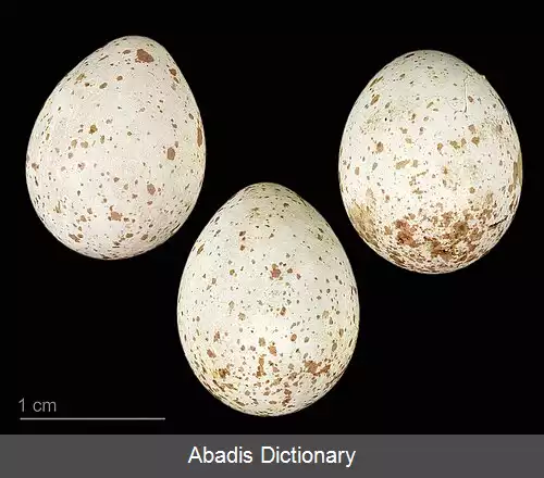 عکس چرخ ریسک پس سرسفید