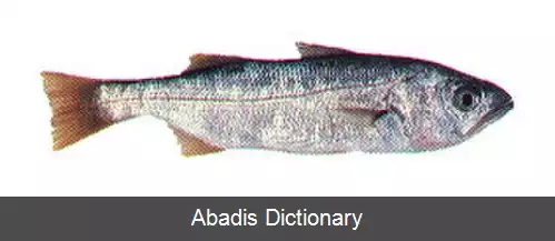 عکس ملکه ماهی