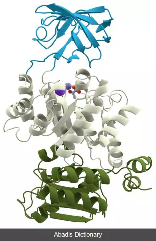 عکس دومین پروتئین