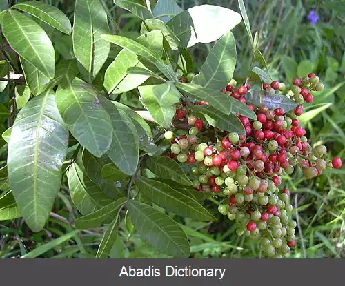 عکس فلفل برزیلی