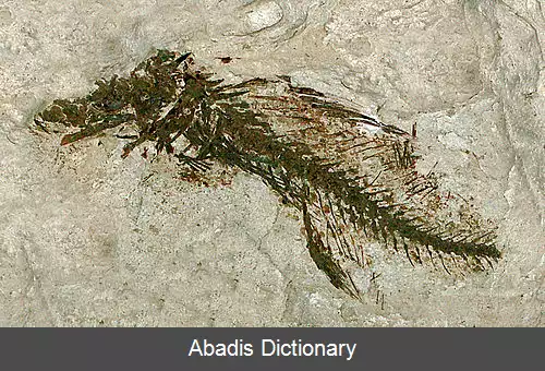 عکس روغن ماهی بینی کبود
