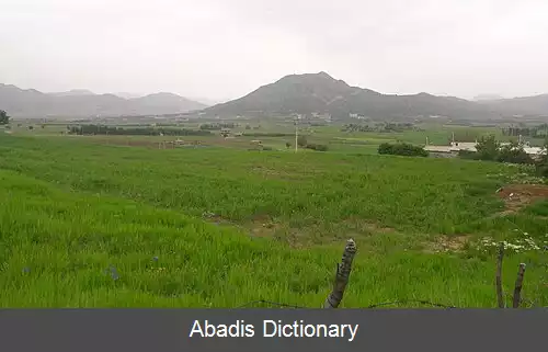 عکس کلکه جان