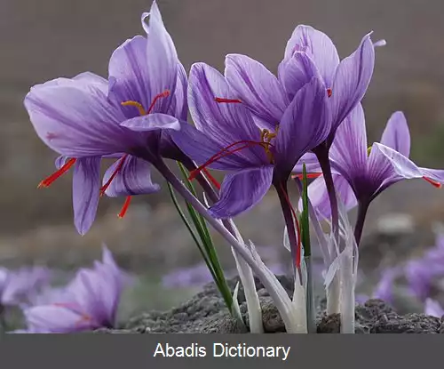 عکس استند جدید