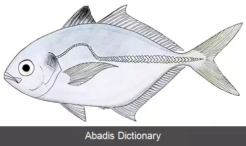 عکس ده باله سیاه باله