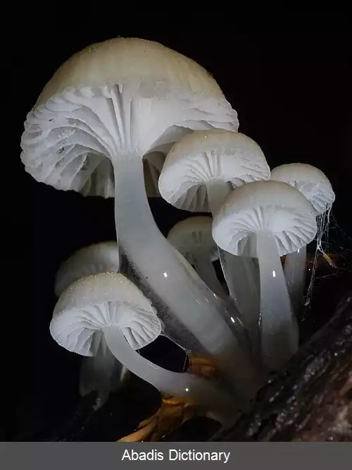 عکس کلاه پارچه ای خیس جنوبی