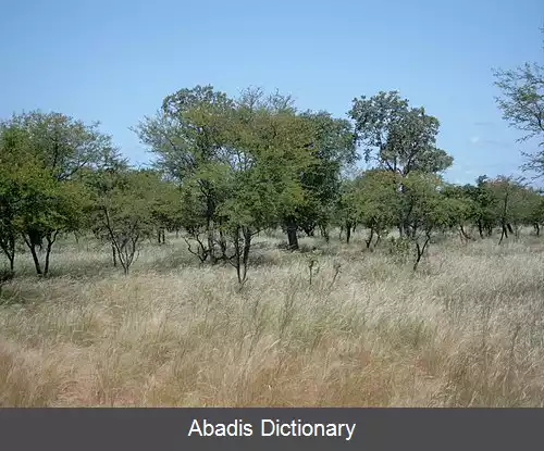 عکس دیرین حاره ای