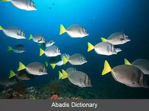 عکس دم اره ای ها