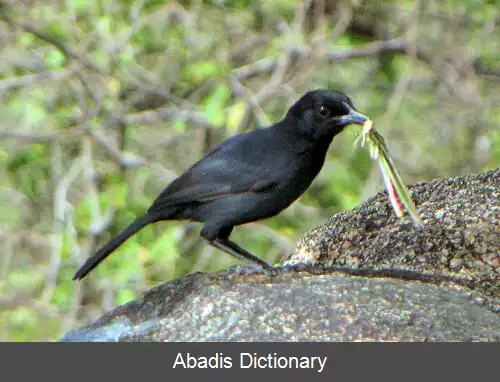 عکس زنگ آوای توسی