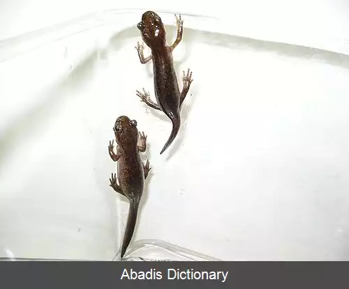 عکس سمندر ازو