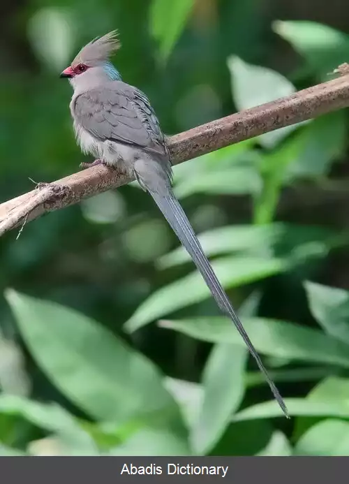 عکس دم پنج پره