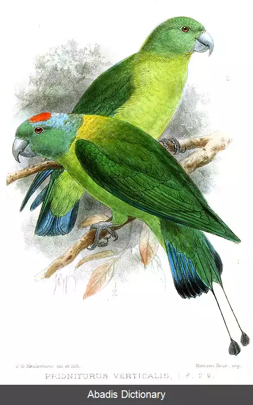 عکس دم پارویی بال آبی