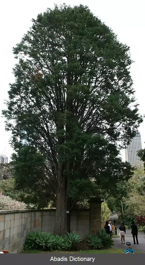 عکس سرو لوسیتانی