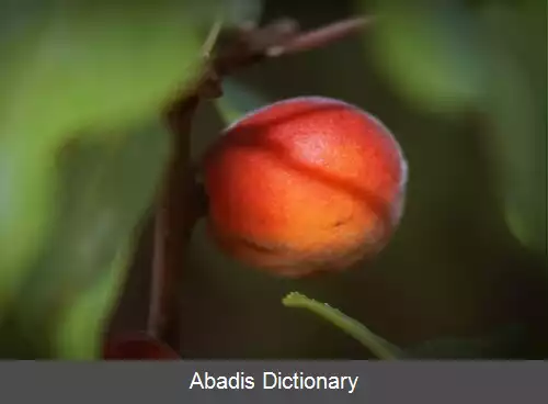 عکس زردآلوی سیبری