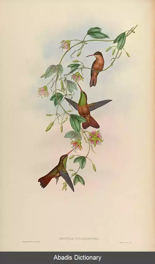 عکس مگس مرغ شکم نخودی