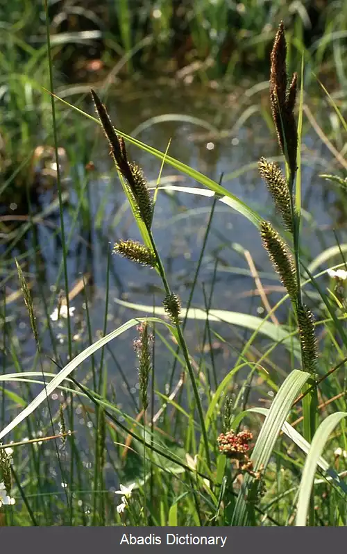 عکس جگن برکه ای بزرگ