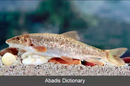 عکس زردک رومانیایی