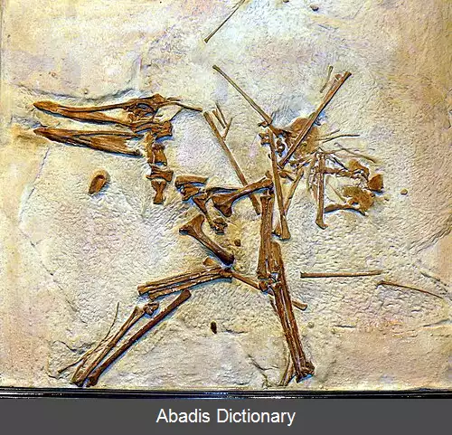 عکس قومنقار