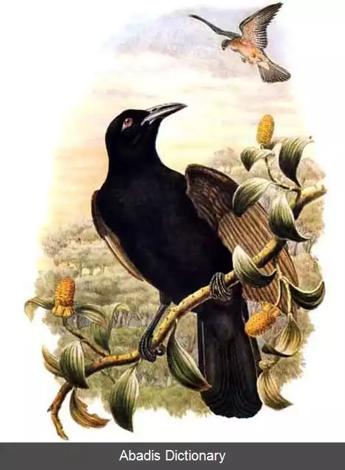 عکس کلاغ بهشتی