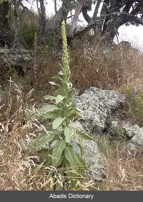 عکس گل ماهور اروپایی