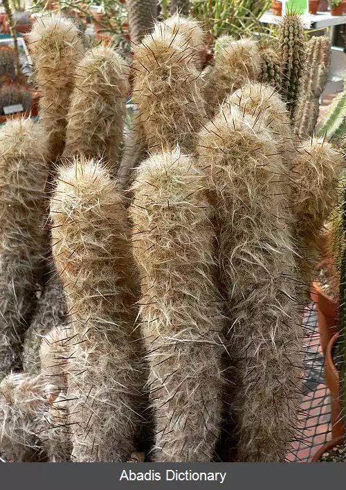 عکس اسپندارهای کوهی