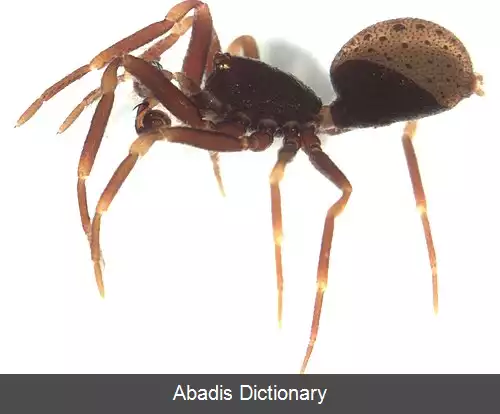 عکس عنکبوت های سپردار